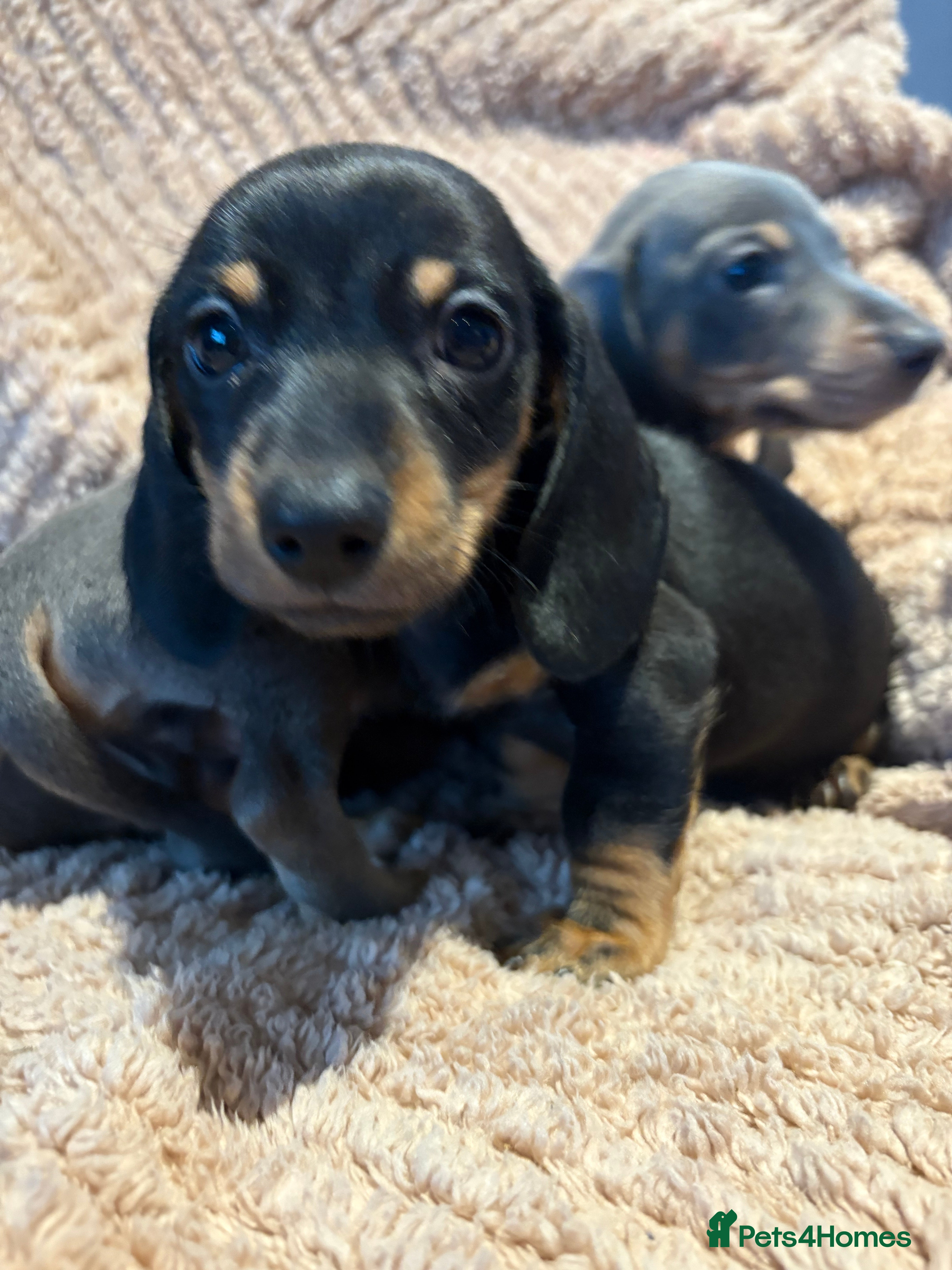 Dachshund dogs Ready now miniatureDachshunds  - Advert 2