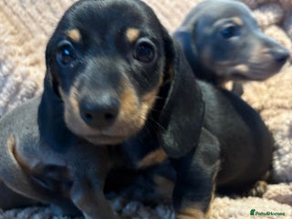 Dachshund dogs Ready now miniatureDachshunds - Advert 2