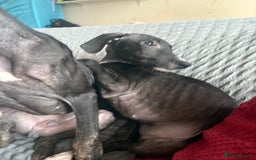 Mixed Breed dogs for sale: Saluki x lurcher/whippet puppies - Image 2