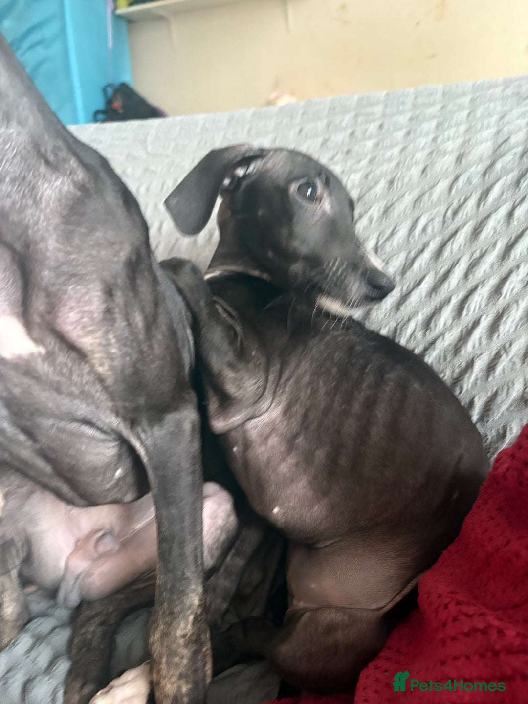 Mixed Breed dogs for sale: Saluki x lurcher/whippet puppies - Image 2