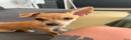 Chihuahua dogs for sale: 4 month old chihuahua   - Advert 4