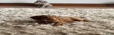 Cockapoo Puppy 1