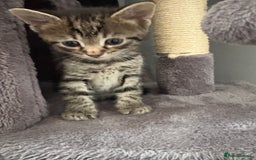 Domestic Shorthair cats for sale: kittens for sale ‼️❗️‼️❗️ - Image 2