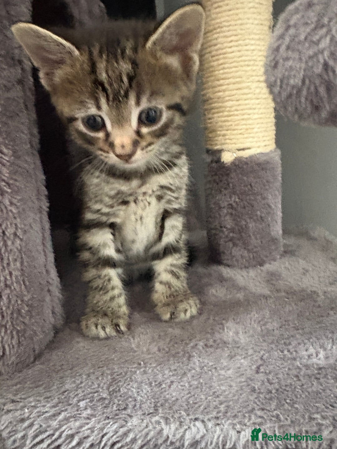 Domestic Shorthair cats for sale: kittens for sale ‼️❗️‼️❗️ - Image 2