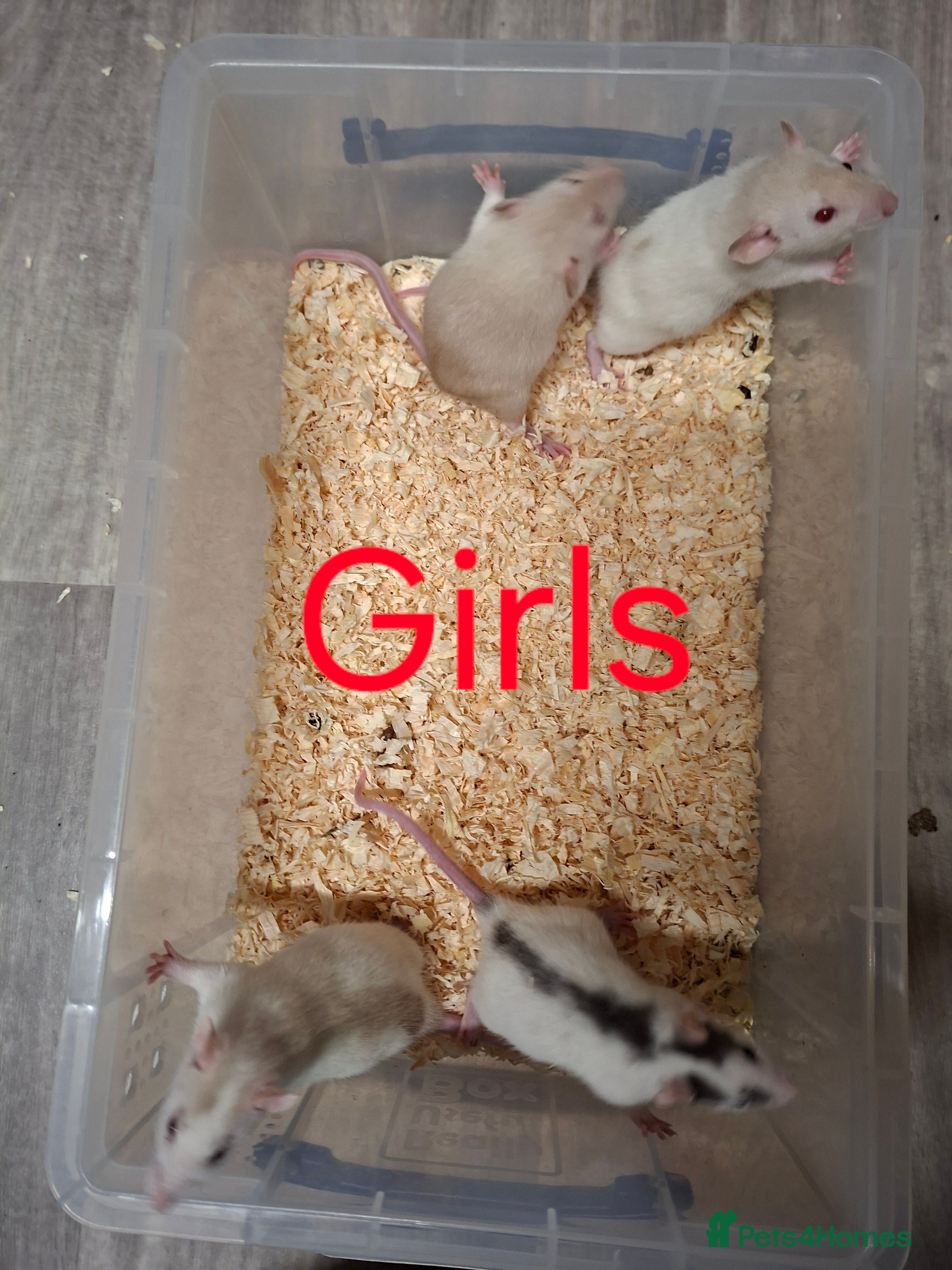 Rat rodents Fancy Rats  - Advert 1