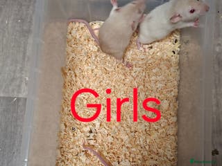 Rat rodents Fancy Rats - Advert 1