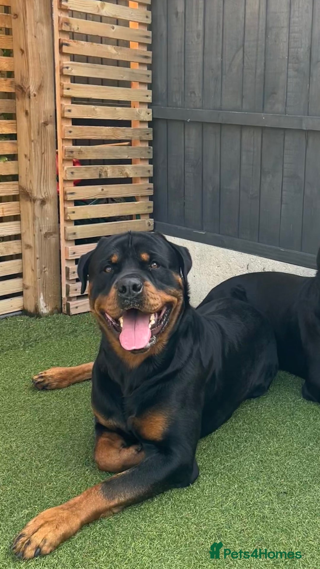 Rottweiler dogs for sale: LAST FEMALE ROTTWEILER PUPPY - Advert 12