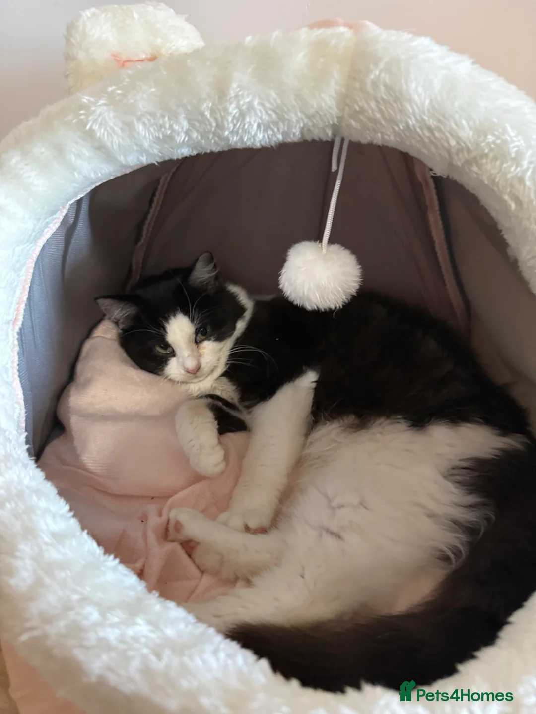 British Longhair cats for sale: Long hair female cat - Advert 6