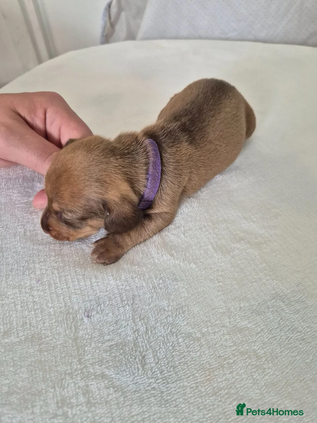 Miniature Dachshund dogs for sale: 🤎 Gorgeous Daxies_Mini Dachshunds 🤎 - Advert 24