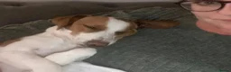 Mixed Breed dogs for adoption: Sylvie (Jack Russell/Dachshund/Beagle mix) - Advert 7