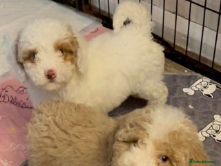 Cavapoo dogs 2 Gorgeous cavapoo girls - Advert 14