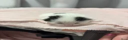 Domestic Shorthair cats for sale: 3 kittens for sale, 3 weeks old sex not confirmed  - Advert 3