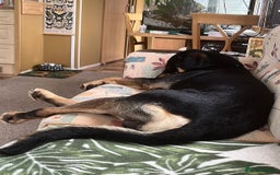 Mixed Breed dogs for adoption: Parker (Hound mix) - Image 14