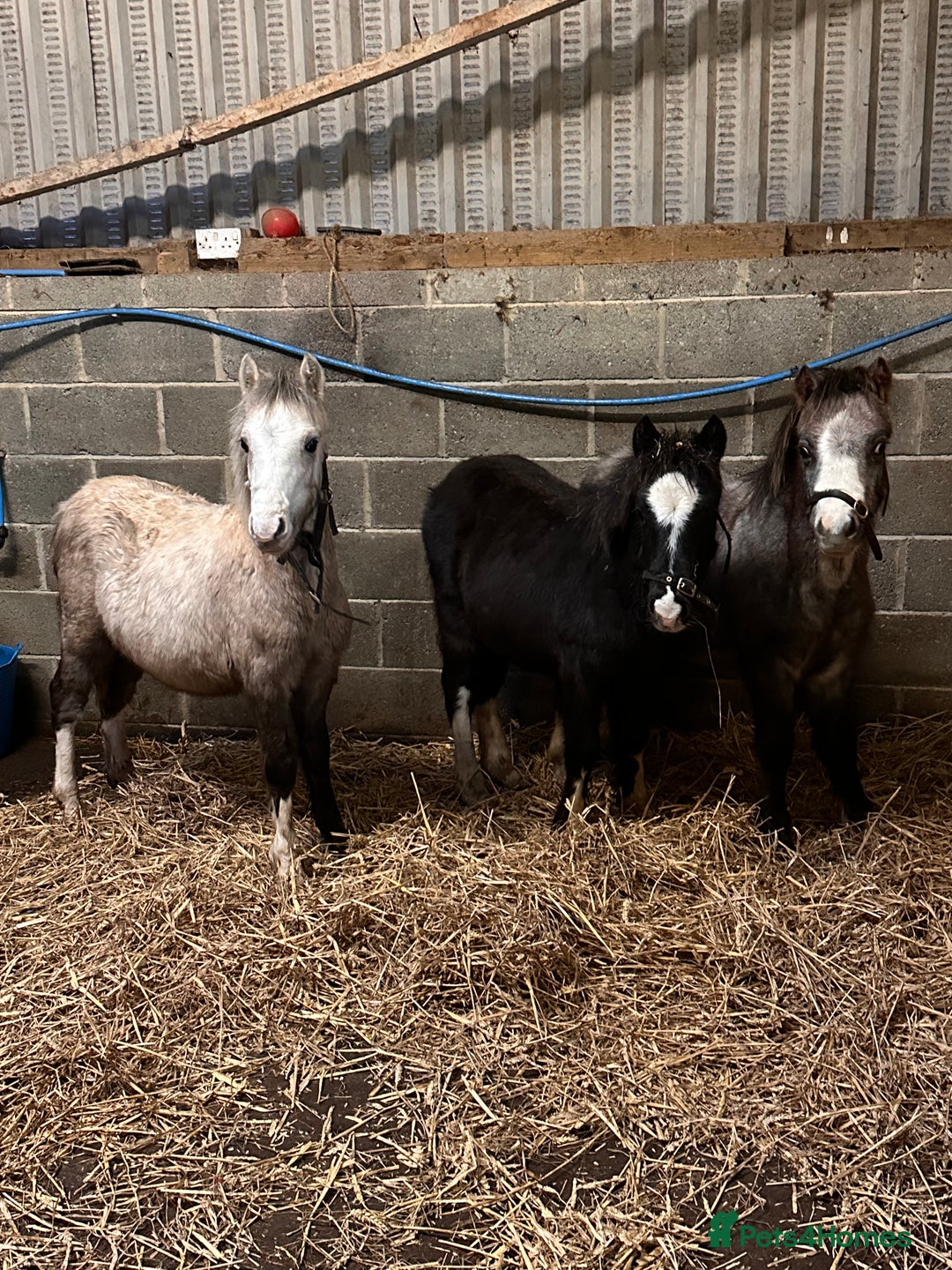 Welsh Section A horses for sale: Section A Foals, to Make Approx 12.2hh - Advert 1