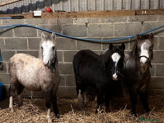 Welsh Section A horses Section A Foals, to Make Approx 12.2hh - Advert 1