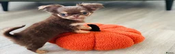 Chihuahua dogs for stud: Russian blood, Russian import stud - Advert 9