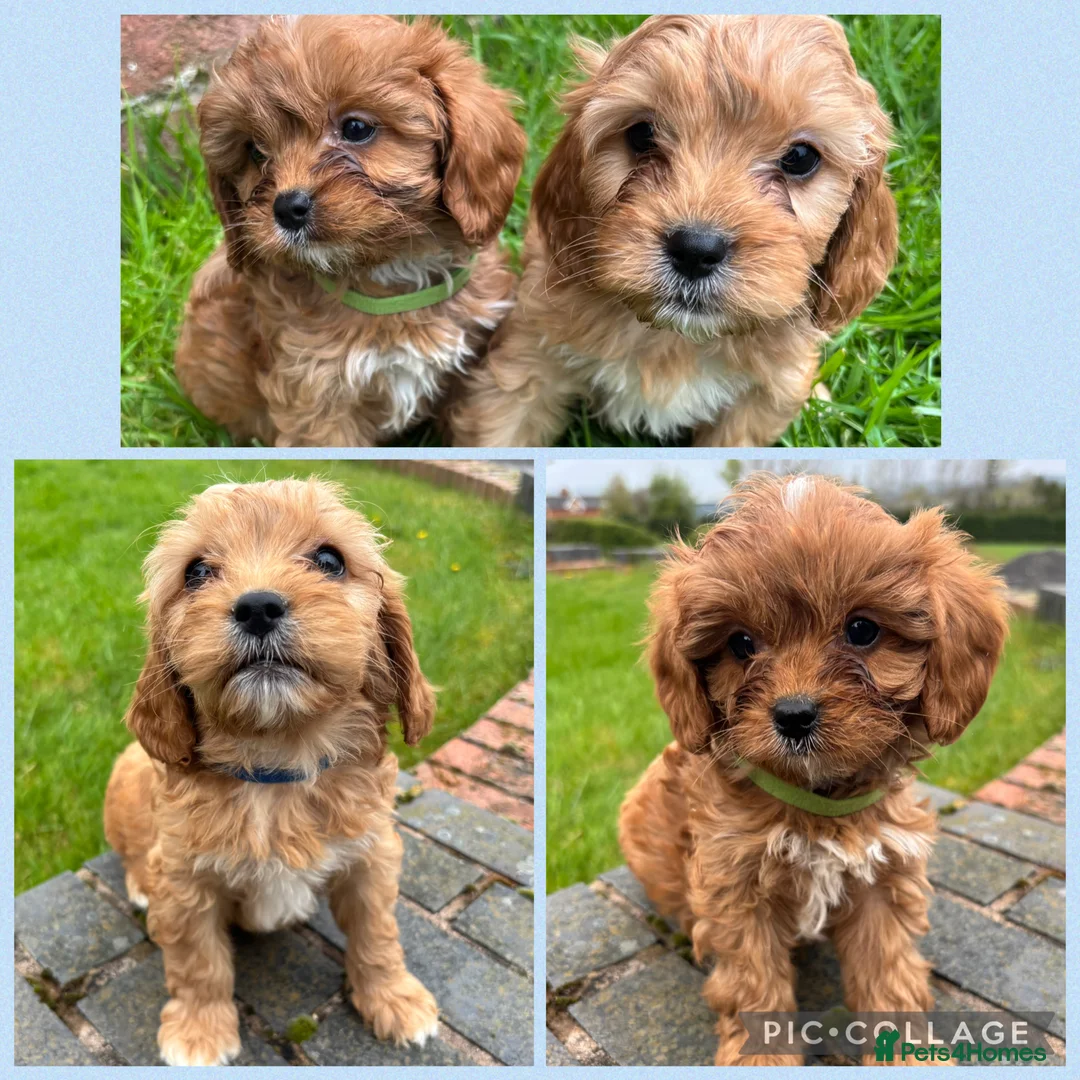 Cavapoo dogs for sale: Special Red F1 Cavapoo Puppies KC Parents DNA Test - Advert 2