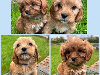 Cavapoo dogs Stunning Special Red F1 Cavapoo Puppies KC Parents - Advert 6