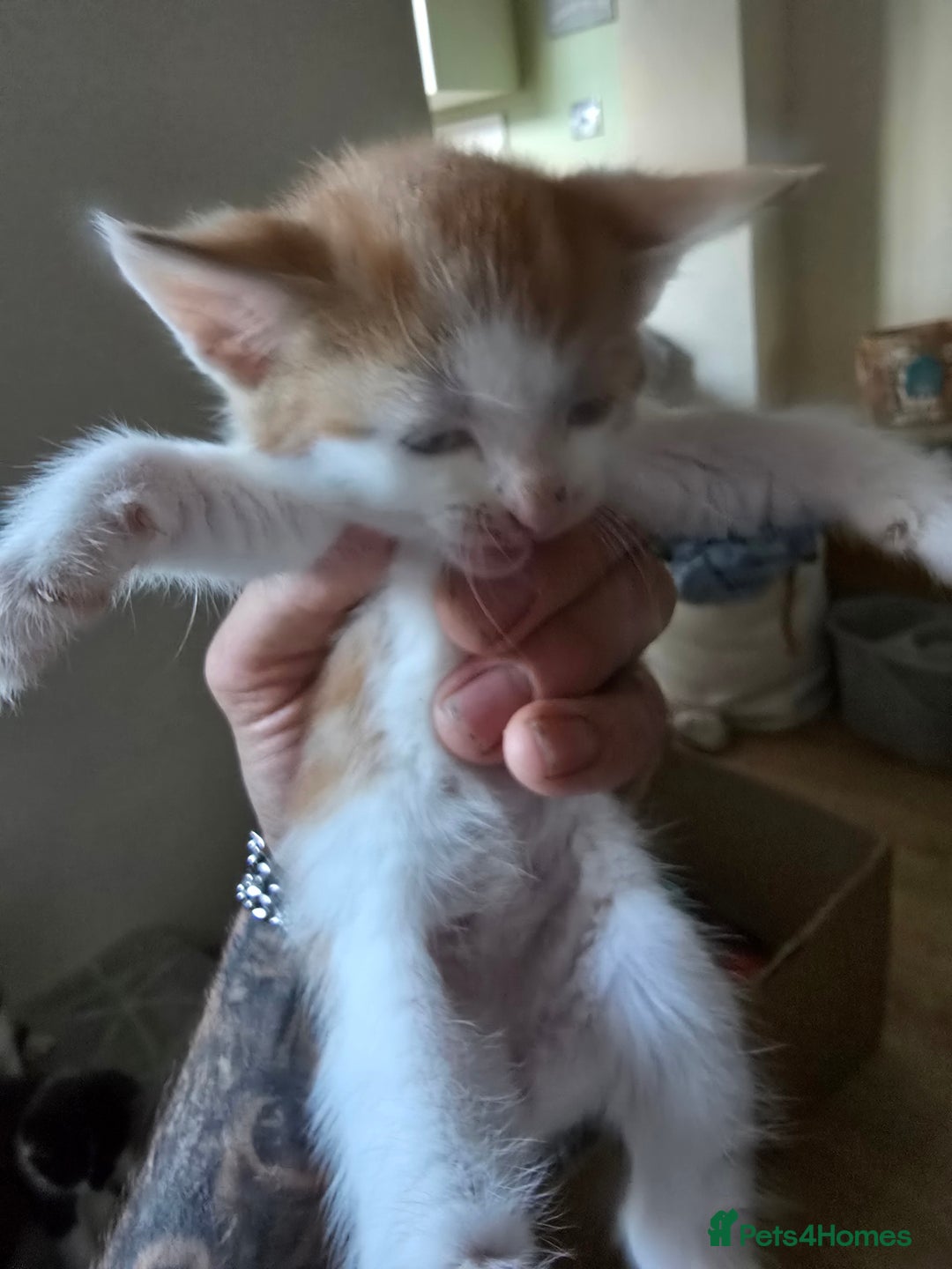 Domestic Shorthair cats for sale: Kittens  - Image 6