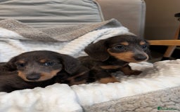 Miniature Dachshund dogs for sale: Miniature long hair dachshund 🤍 - Image 10