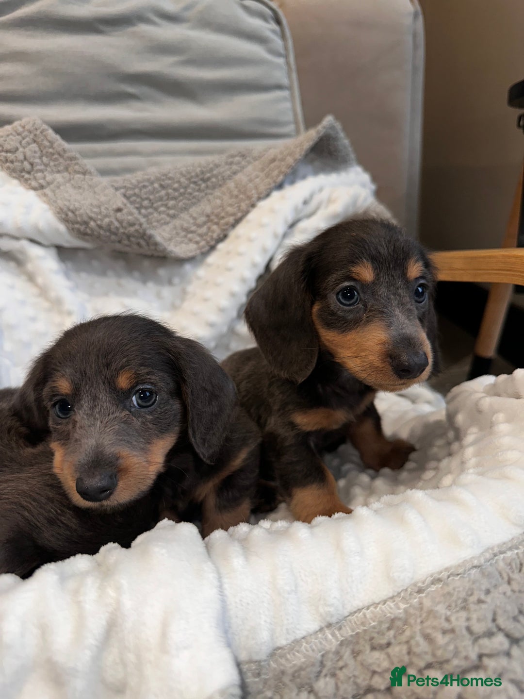 Miniature Dachshund dogs for sale: Miniature long hair dachshund 🤍 - Image 10