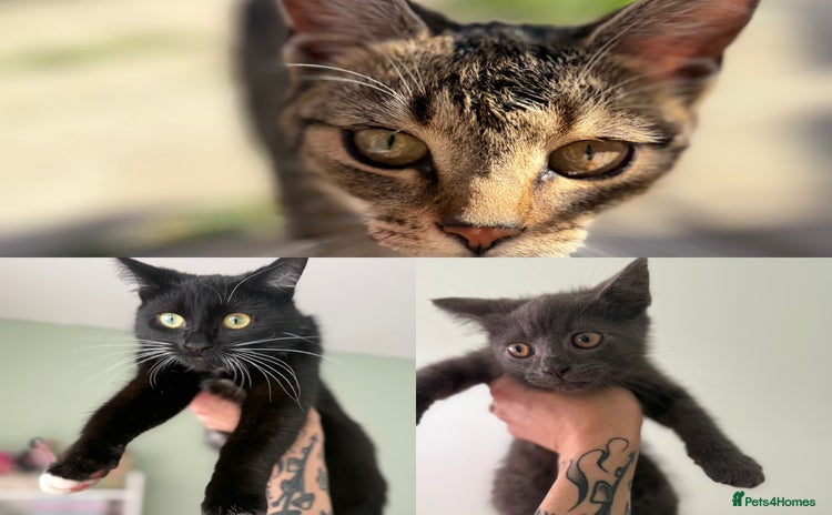 British Longhair cats - Advert 1