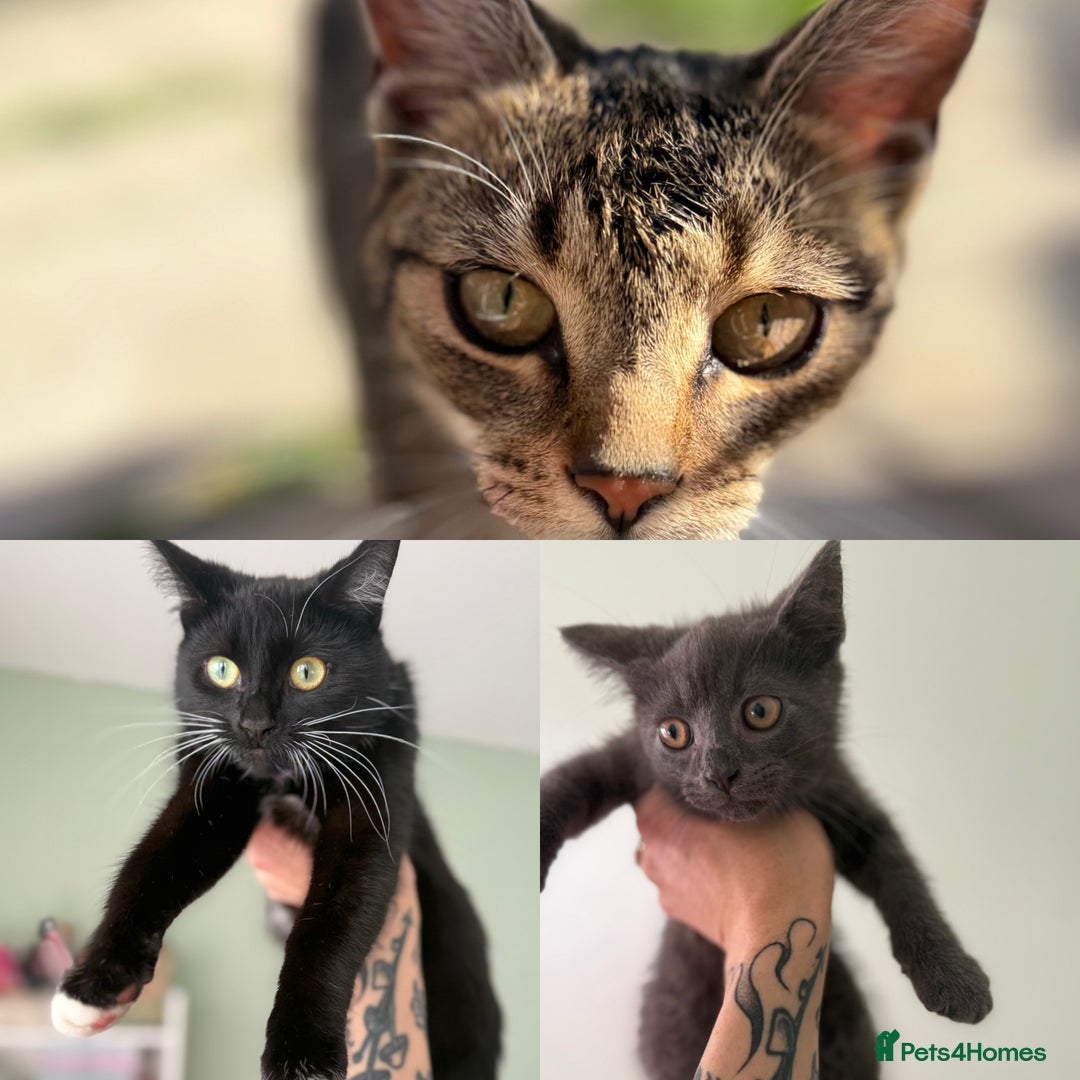 British Longhair cats for sale: 2 x 10 month old + 1 x 3 month old (can go separat - Image 1