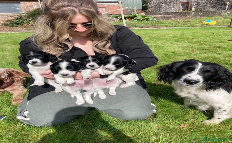 English Springer Spaniel dogs - Advert 6