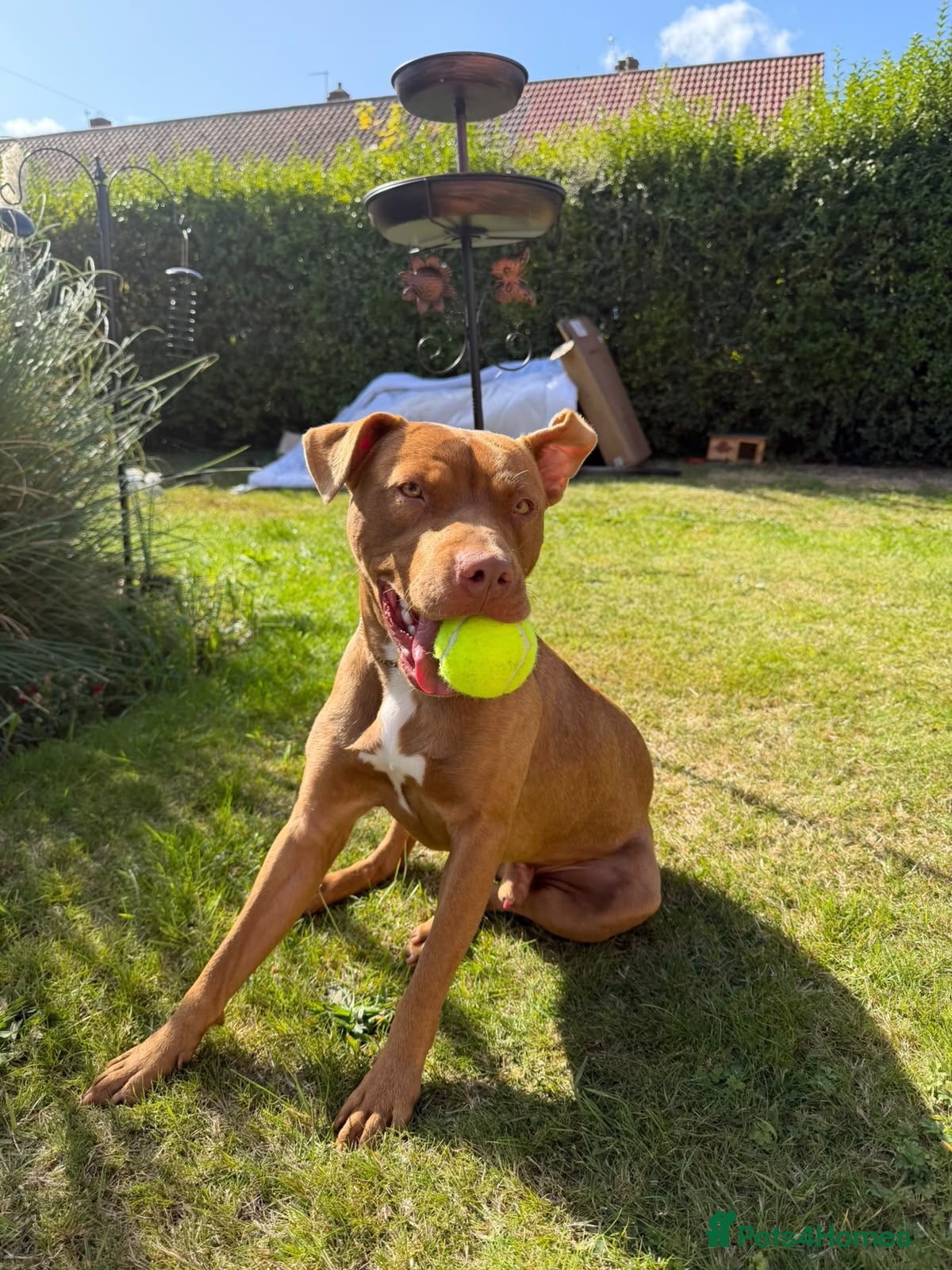Staffordshire Bull Terrier dogs Milo - 11 month old Staffy Mix - Advert 6