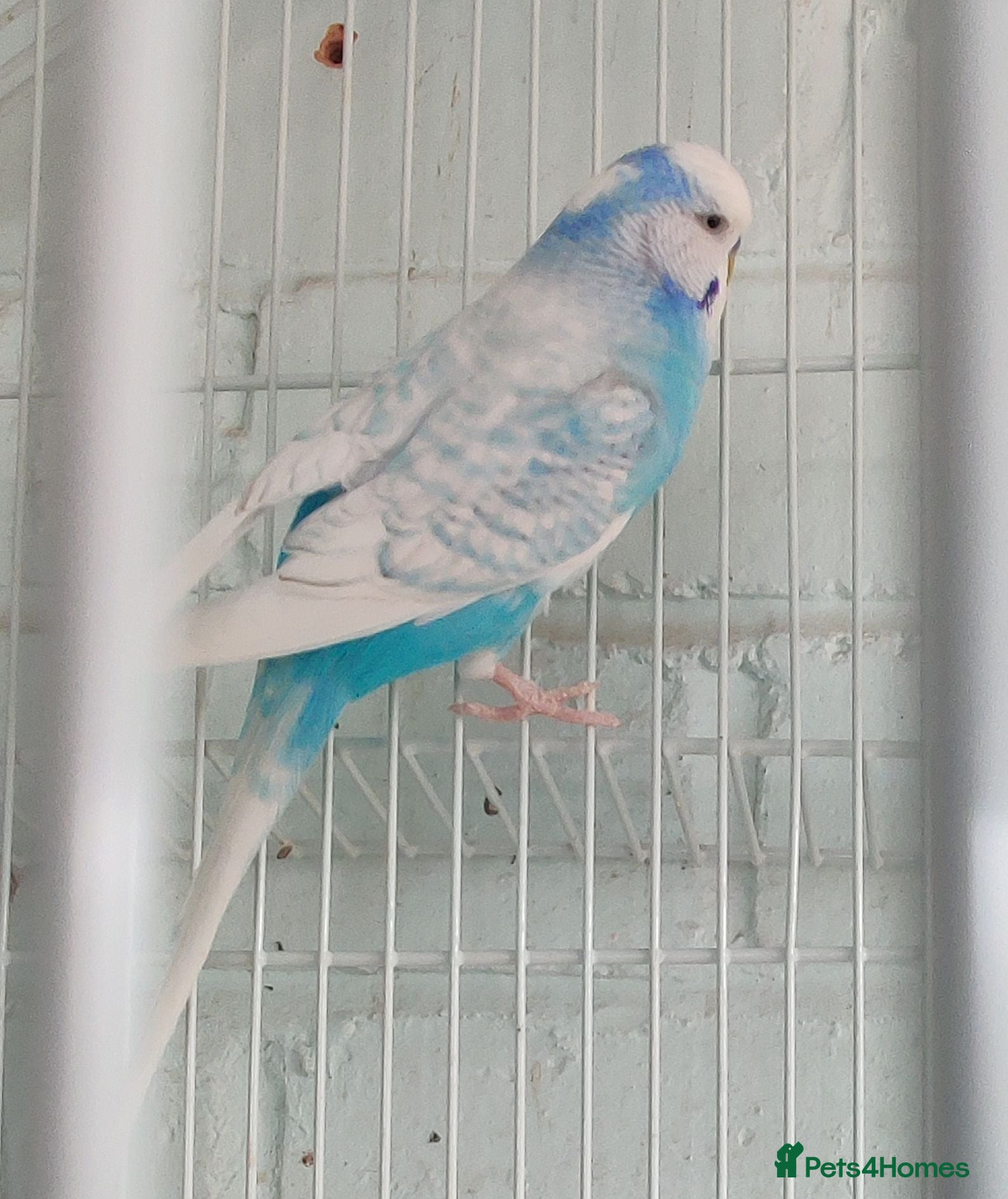 Budgerigars birds Beautiful blue and white budgie - Advert 3