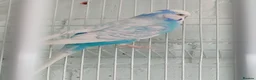Budgerigars birds for sale: Beautiful blue and white budgie - Advert 1