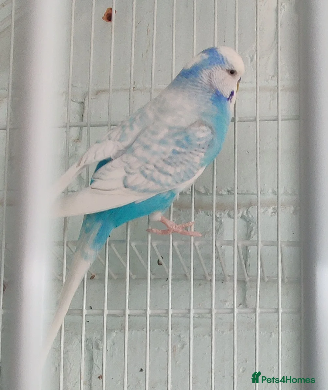 Budgerigars birds for sale: Beautiful blue and white budgie - Advert 1
