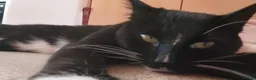 Bombay cats for sale: Tyrion (Miniature Tuxedo x Bombay) - Advert 14