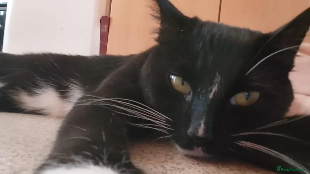 Bombay cats for sale: Tyrion (Miniature Tuxedo x Bombay) - Advert 14