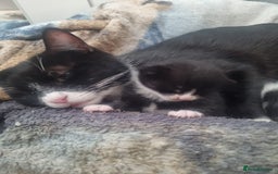 Dwelf cats for sale: 2 sweet kittens  - Image 10