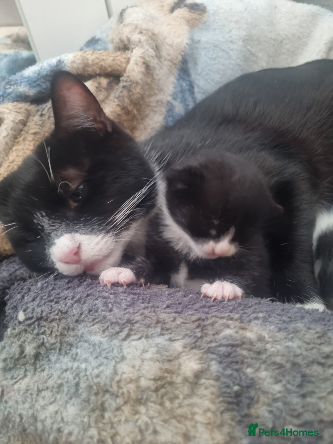 Dwelf cats for sale: 2 sweet kittens  - Image 10