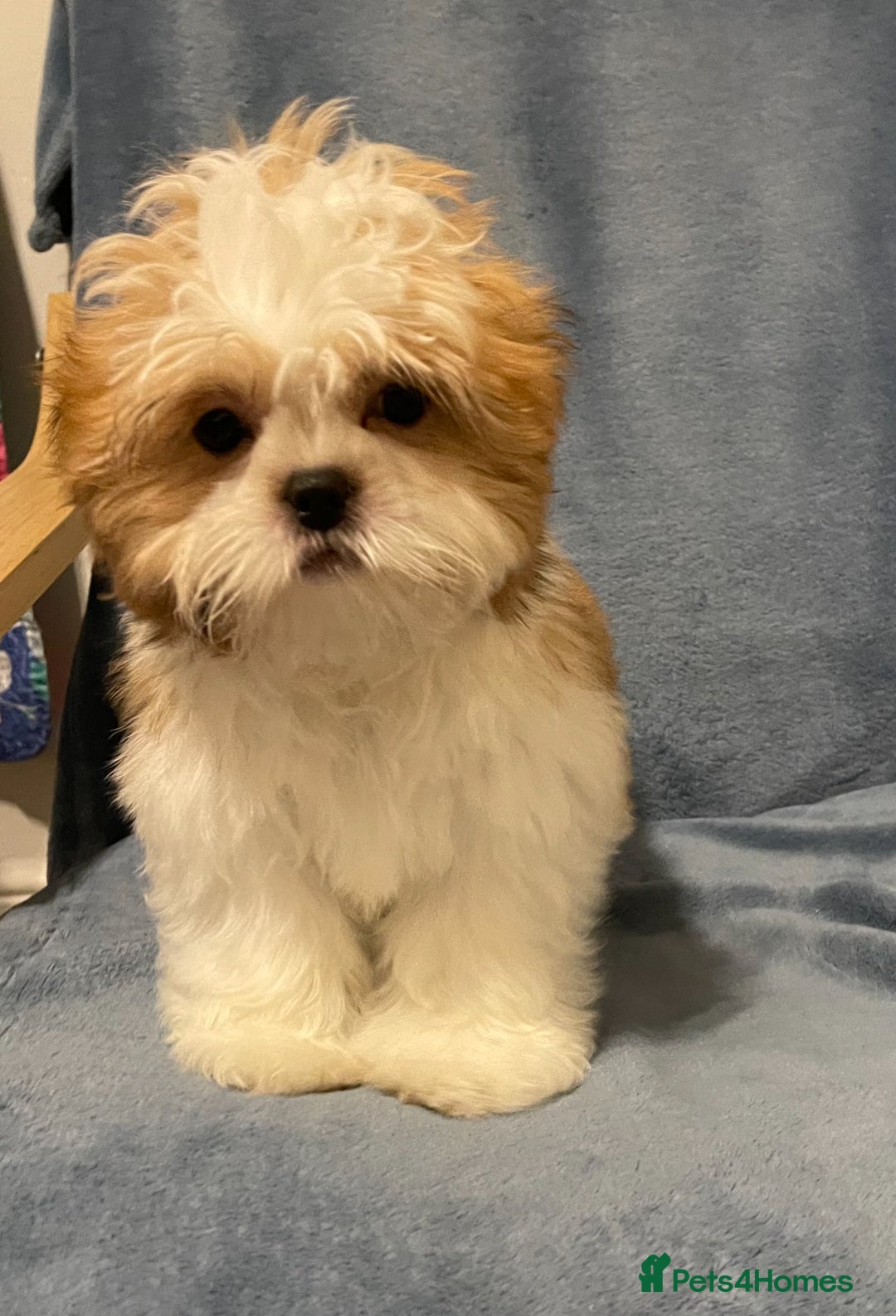Shih Tzu dogs for sale: Standard pure bred Girl puppy. - Advert 33