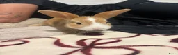 Mixed Breed rabbits for sale: Rabbits aged 5 weeks currently in Portsmouth - Advert 26