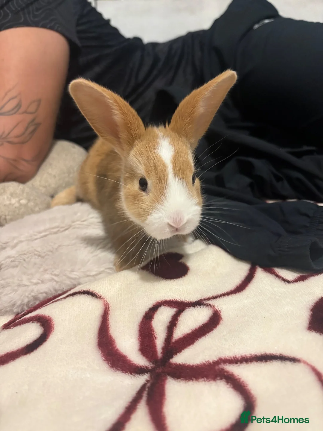Mixed Breed rabbits for sale: Rabbits aged 5 weeks currently in Portsmouth - Advert 26