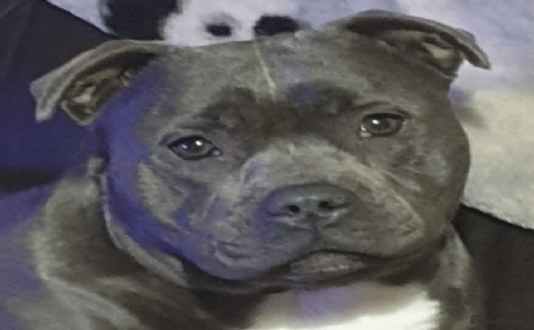 Staffordshire Bull Terrier dogs - Advert 1