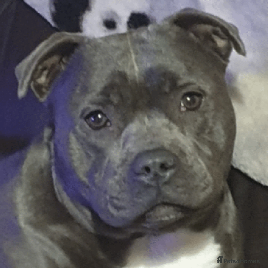 Staffordshire Bull Terrier dogs for sale: 🥨THE BEST OF BOTH WORLDS🥨 - Image 1