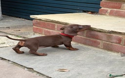 Miniature Dachshund dogs for sale: Miniature dachshund puppies  - Image 37