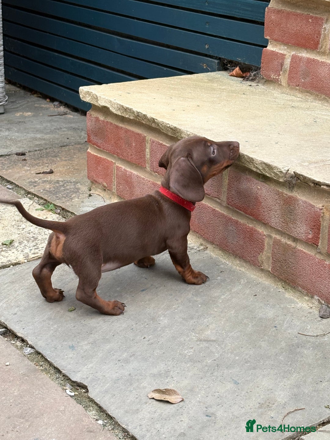 Miniature Dachshund dogs for sale: Miniature dachshund puppies  - Image 37