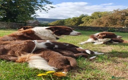 Border Collie dogs for sale: Beautiful farmhome bred Red and white Collies - Image 20