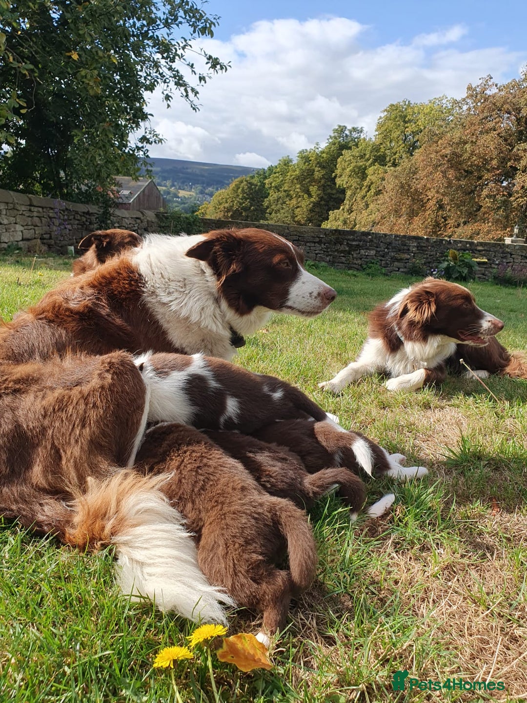 Border Collie dogs for sale: Beautiful farmhome bred Red and white Collies - Image 20
