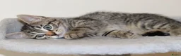 Mixed Breed cats for sale: Adorable Kittens Ready Soon - Advert 22
