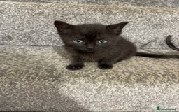 British Shorthair cats for sale: 3 adorable full of fun kittens - Image 3