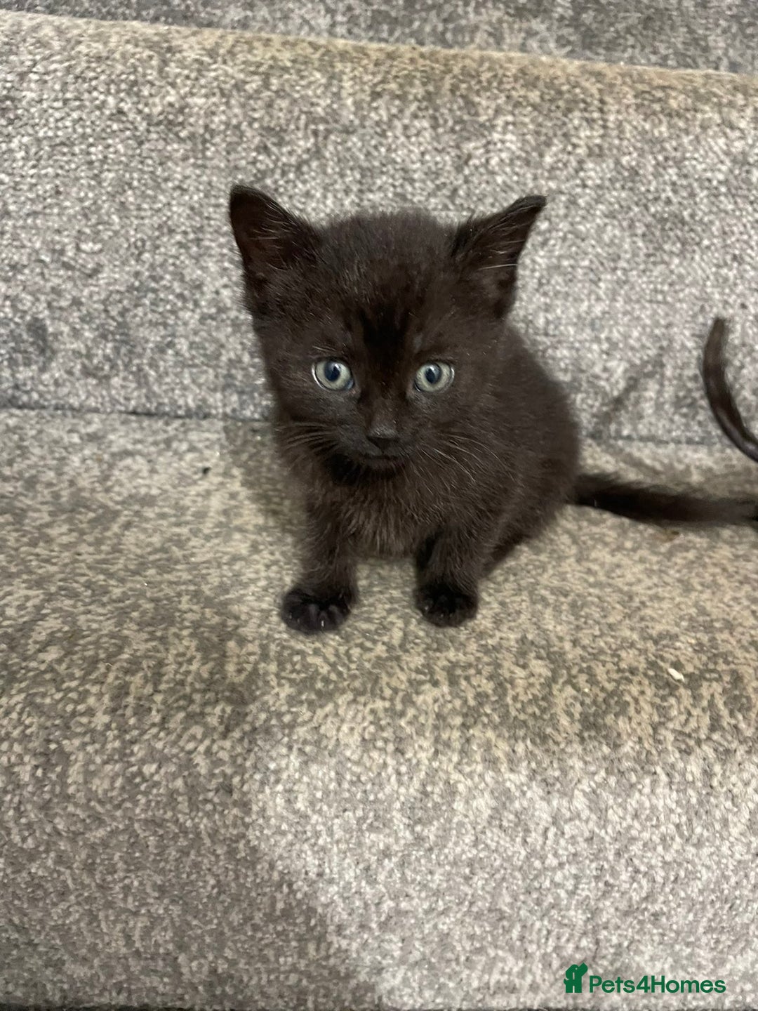 British Shorthair cats for sale: 3 adorable full of fun kittens - Image 3