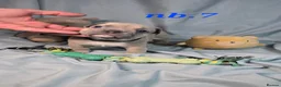 French Bulldog dogs for sale: 💙🐶French Bulldog Puppies💙🐶 - Advert 20