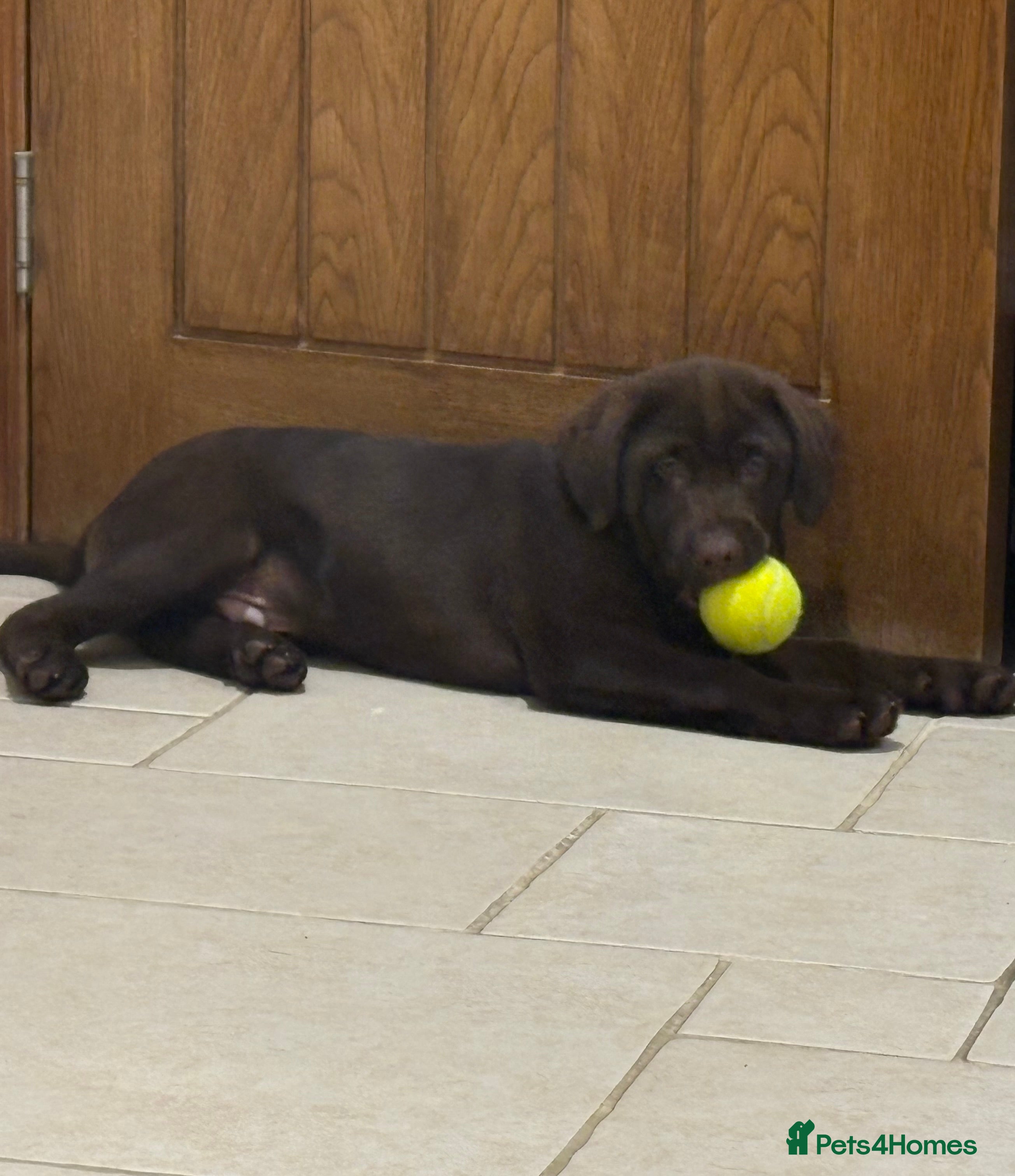 Labrador Retriever dogs Chocolate Labrador Puppies - Advert 9